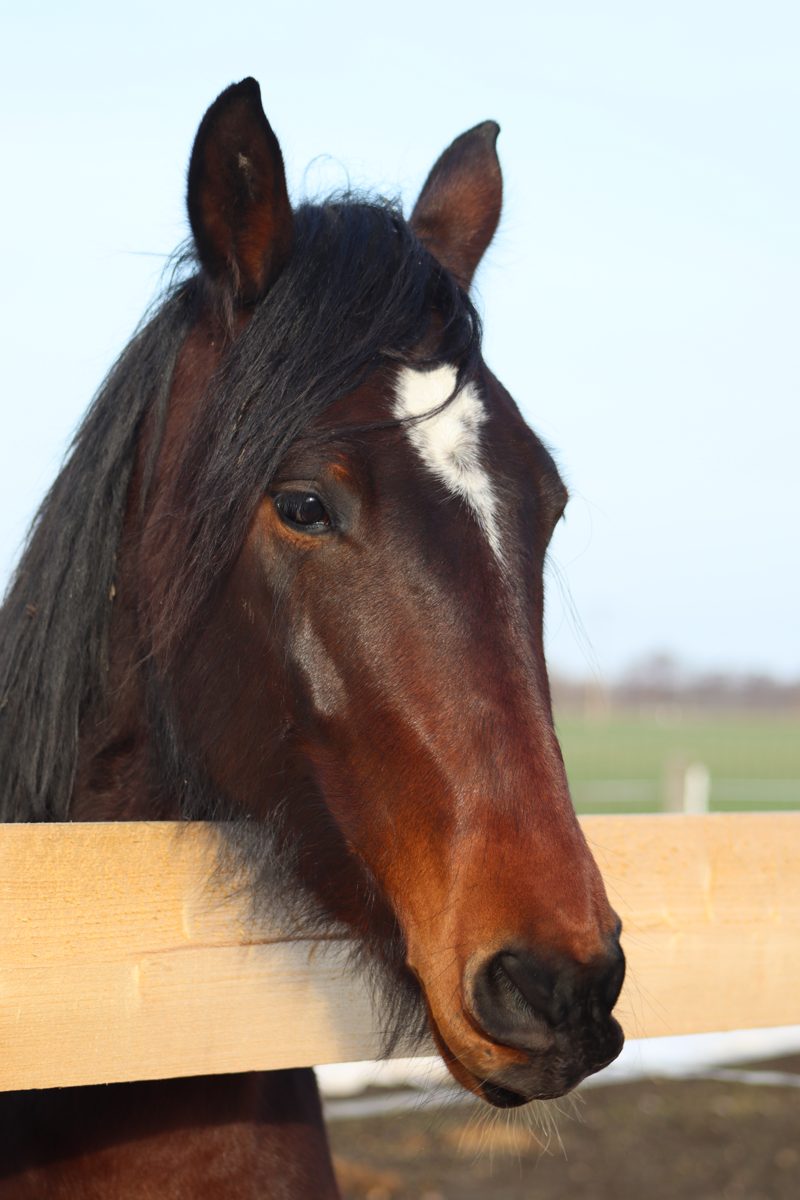 Pferdekopf auf der Weide