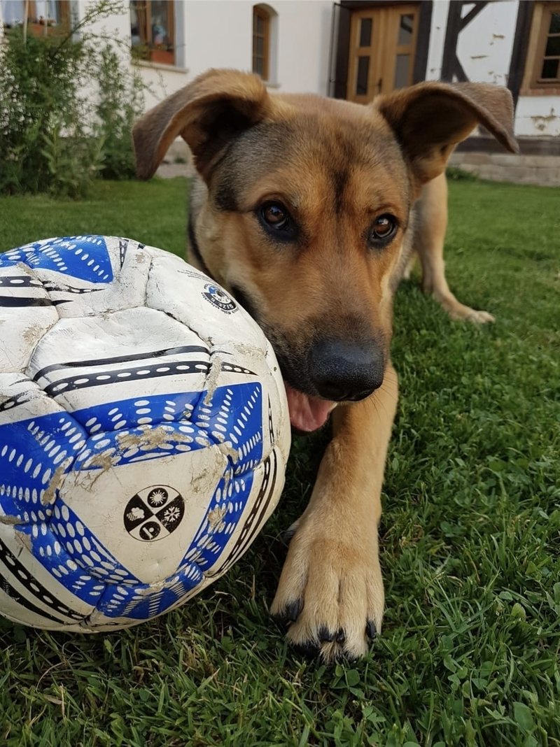 Hund mit Ball auf der Wiese – ein glänzendes Fell zeigt, dass Fütterung und Stoffwechsel stimmen