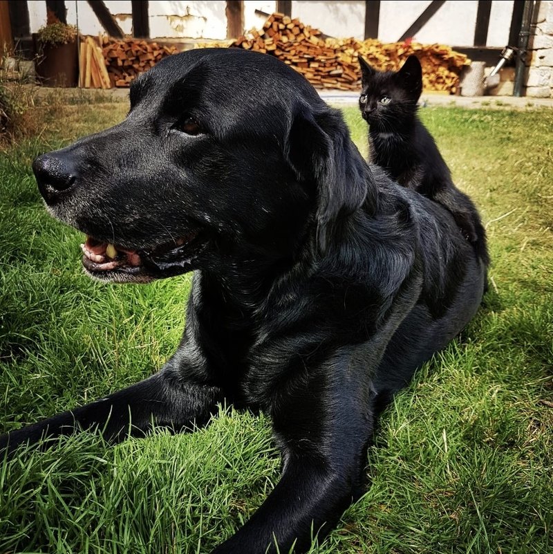 Schwarzer Labrador mit Kätzchen im Hof