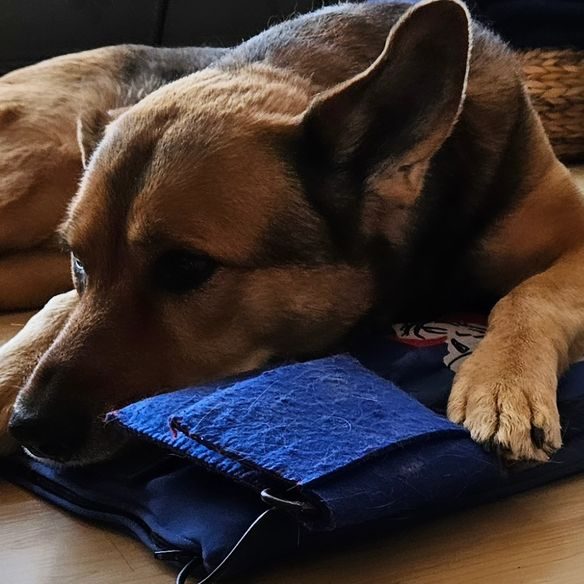 Älterer Hund liegt entspannt und ruhig – im Alter brauchen Hunde angepasste Bewegung und Pflege