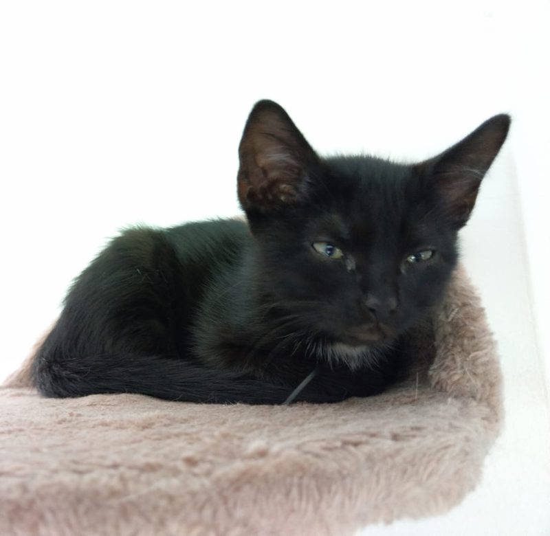 Schwarze Katze schaut aufmerksam – Katzen sind beim Futter wählerisch und brauchen bei Umstellungen Zeit