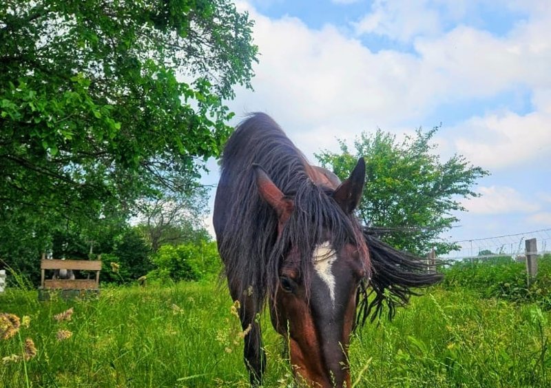 Pferd beim Grasen auf der Wiese – Fütterung und Darm spielen bei Kotwasser eine große Rolle