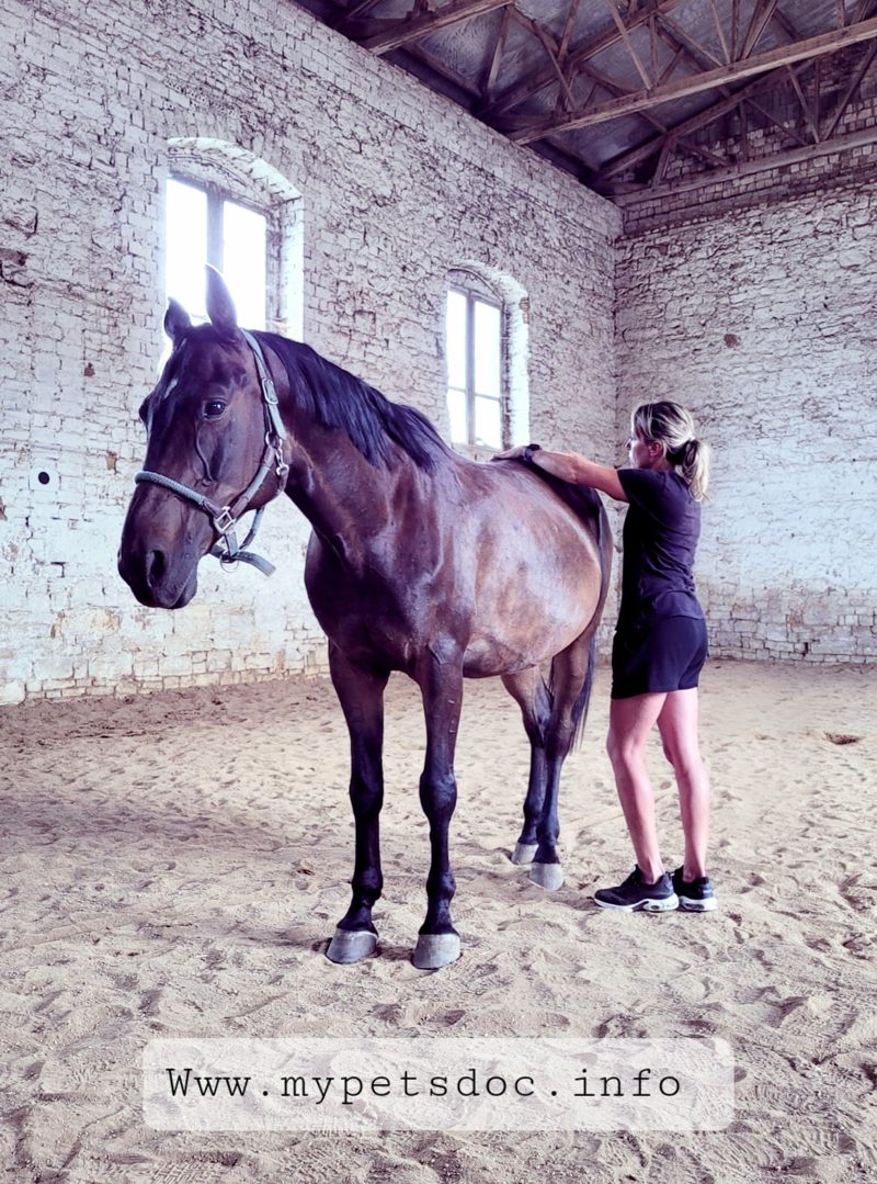 Therapeutin mit Pferd in der ruhigen Reithalle – ein guter Platz für die osteopathische Behandlung