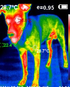 Wärmebild eines Hundes mit farbig dargestellten Temperaturzonen